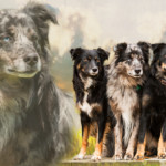 facebook-cover_montagePhotos-Elizabeth